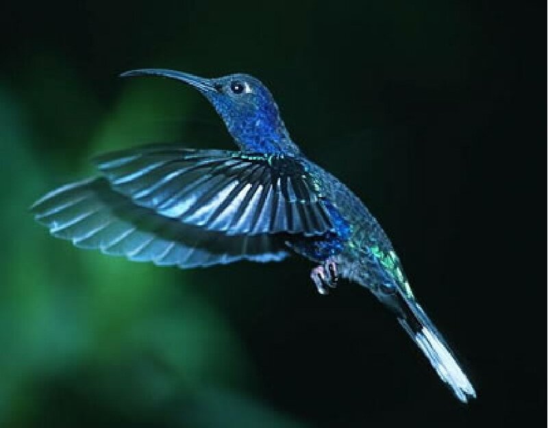 Blue Hummingbird in Flight — Dramatic