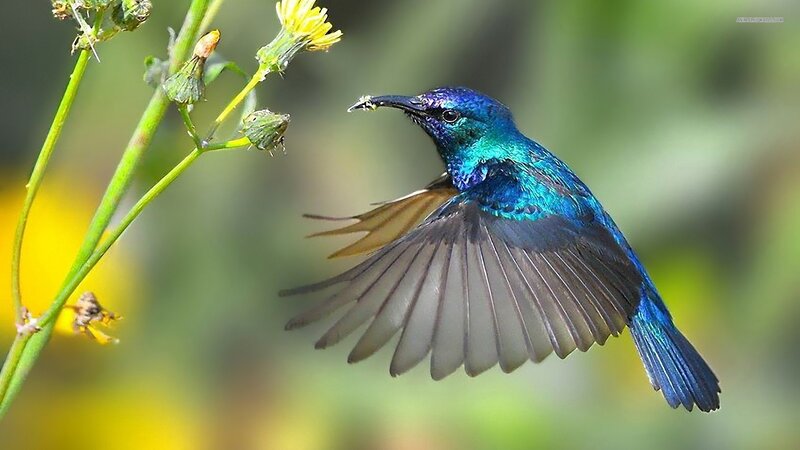 Blue Hummingbird in Flight — Natural