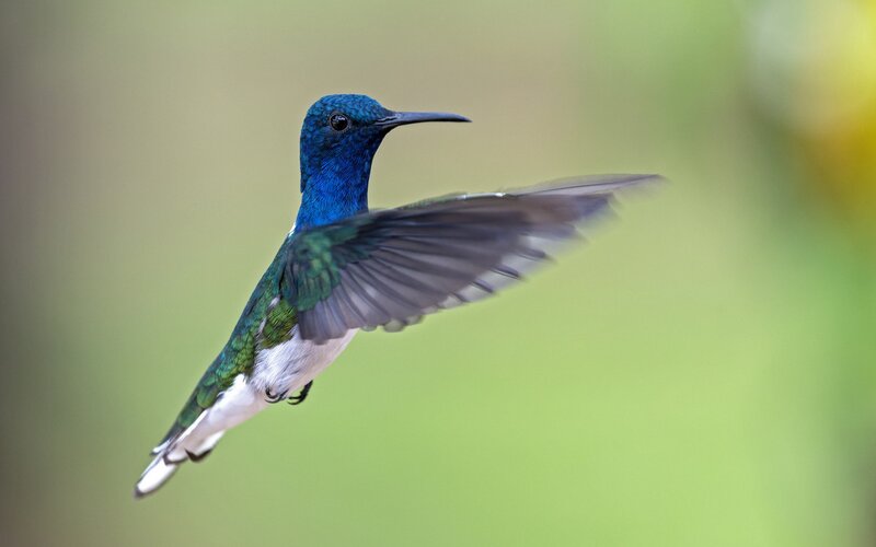 Blue Hummingbird in Flight — Serene