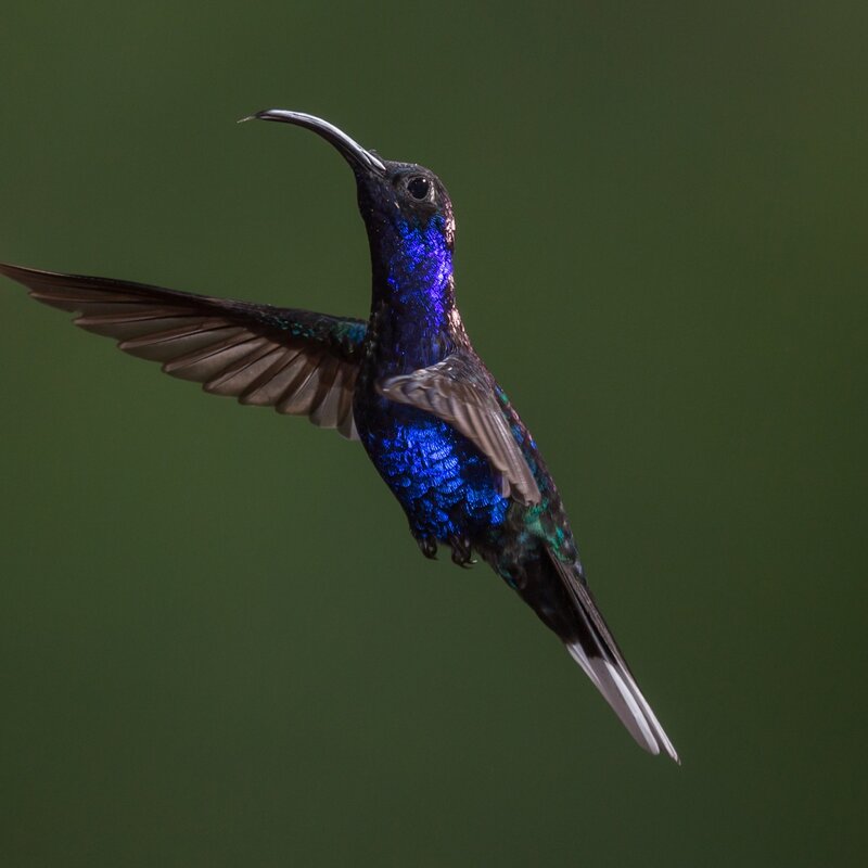 blue hummingbird in flight