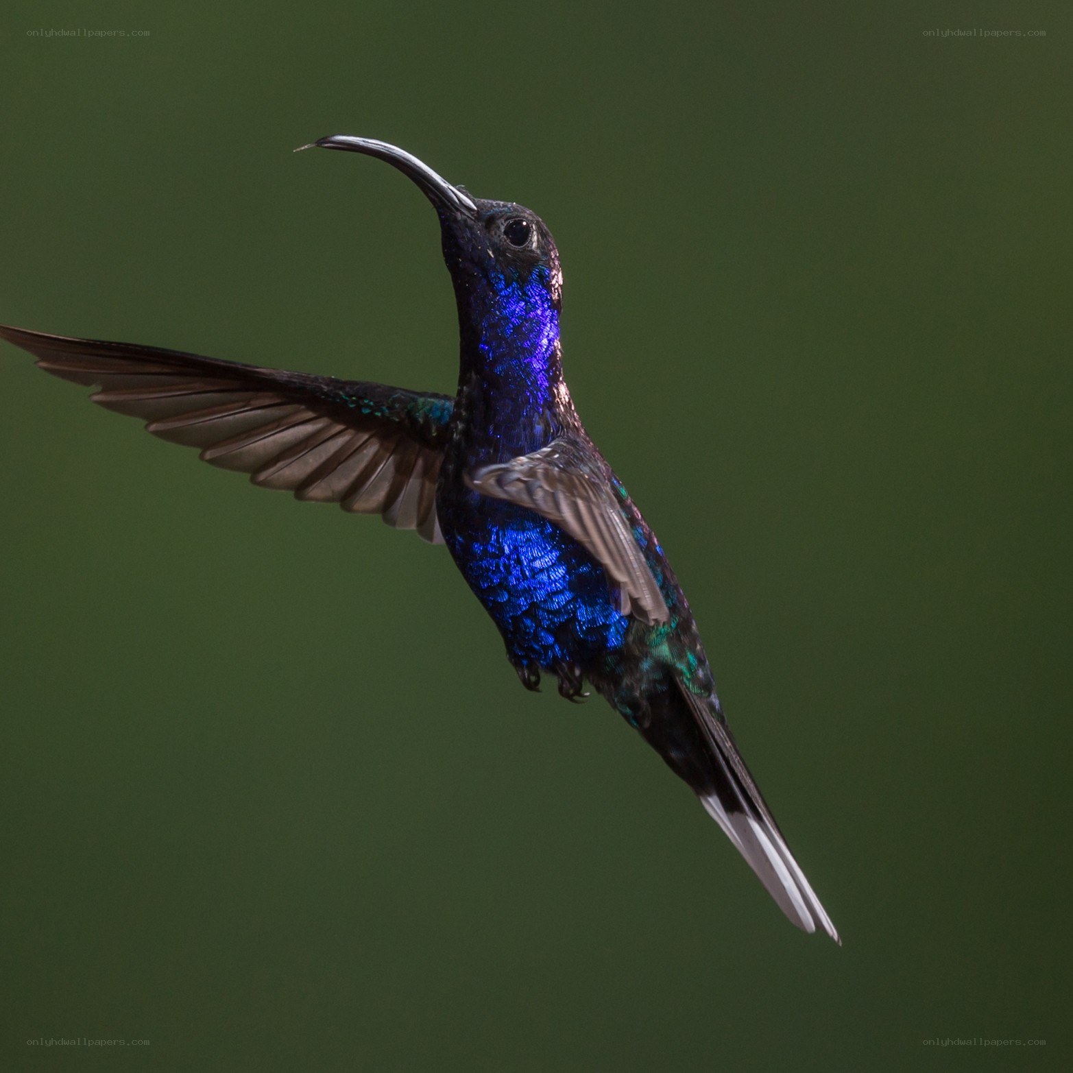 blue hummingbird in flight