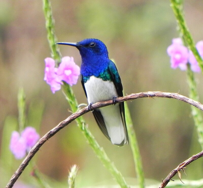 Blue Hummingbird