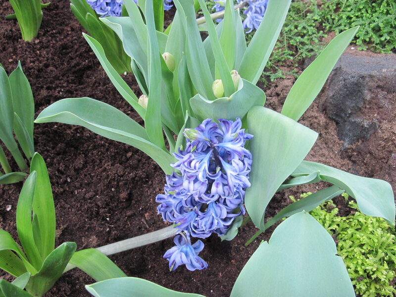 Blue Hyacinth Flower — Purple, Calm