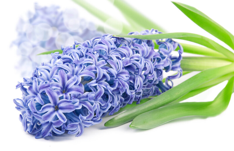 Blue Hyacinth Flower — Purple
