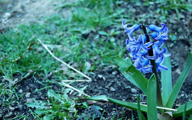 Blue Hyacinth Flower