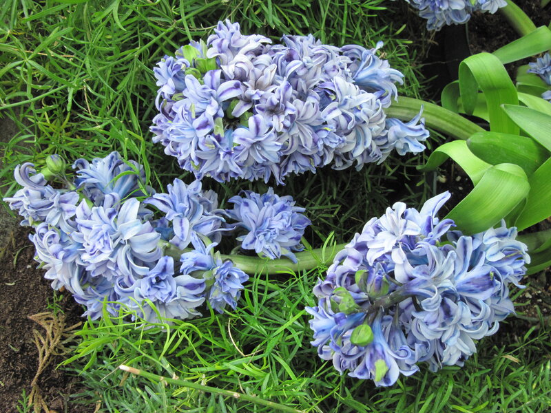 Blue Hyacinth Flowers — Calm, Spring, Photograph, Grass
