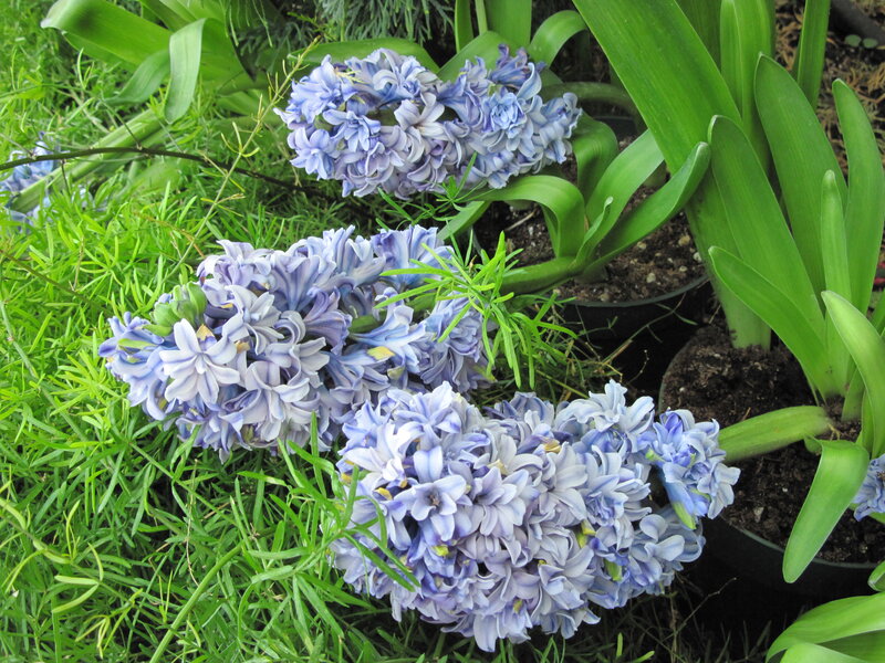Blue Hyacinth Flowers — Calm, Spring, Photograph, Green Grass, Potted Plants