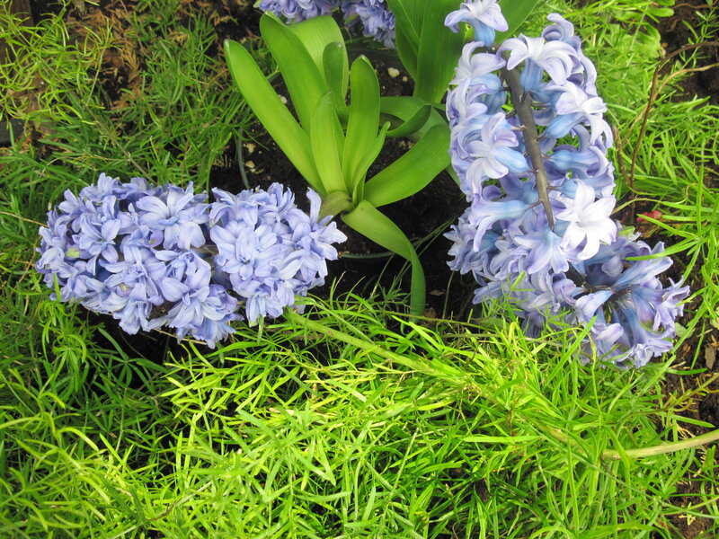 Blue Hyacinth Flowers — Calm, Spring, Photograph, Green Grass