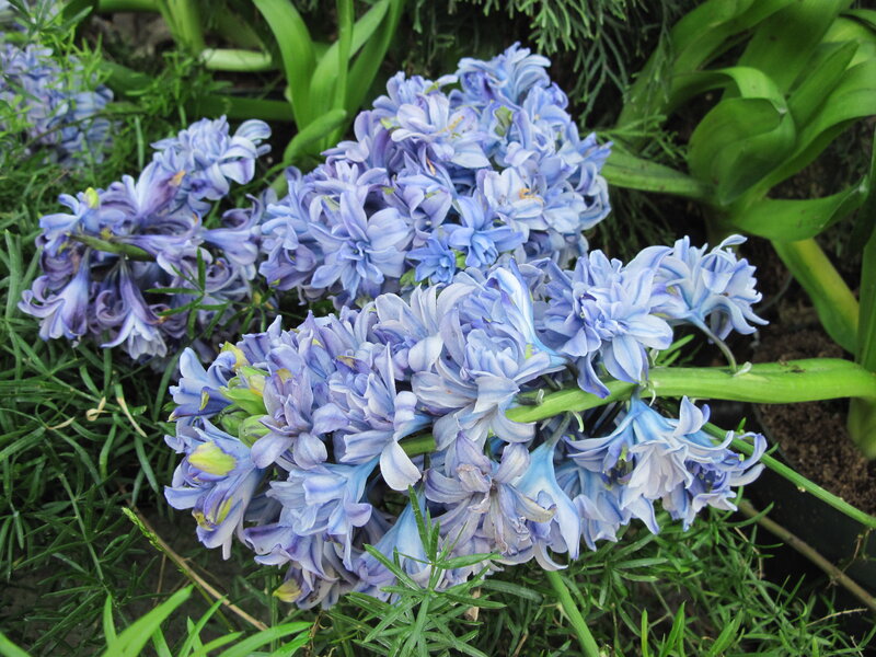 Blue Hyacinth Flowers — Calm, Spring, Photograph, Green Leaves, Soil