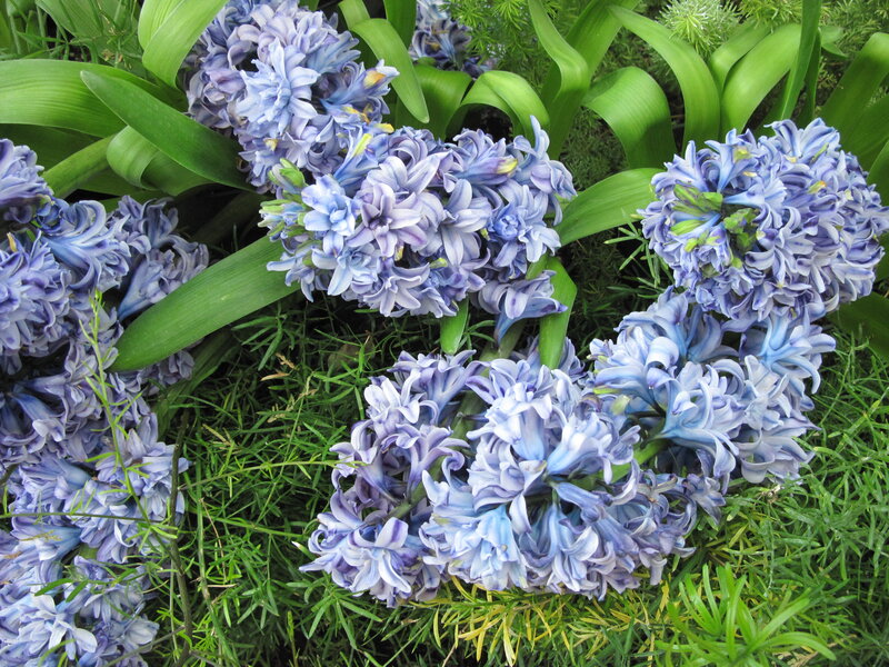 Blue Hyacinth Flowers — Calm, Spring, Photograph, Green Leaves