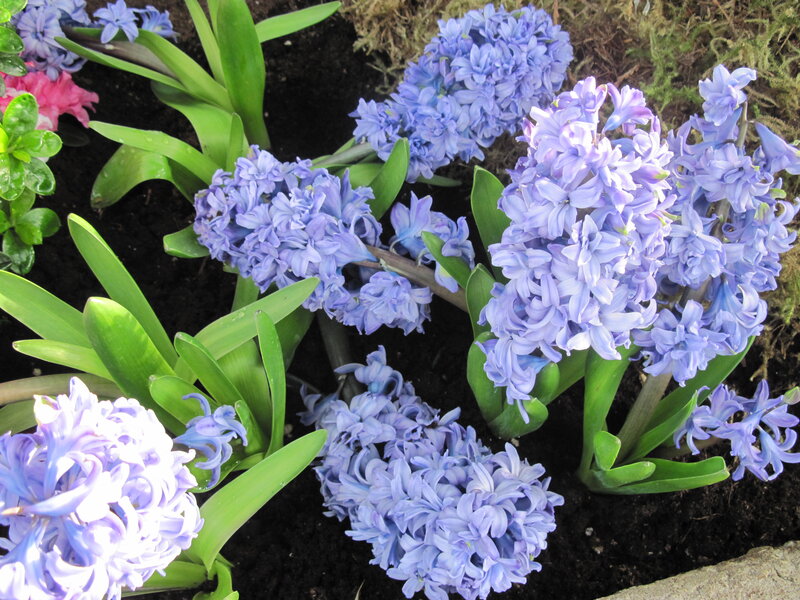 Blue Hyacinth Flowers — Calm, Spring, Photograph
