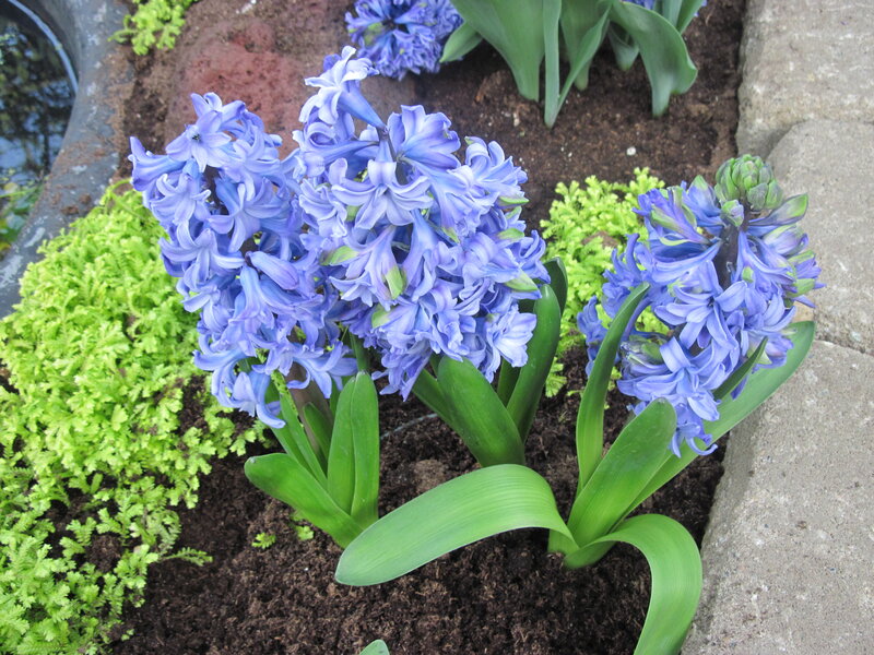 Blue Hyacinth Flowers — Calm, Spring