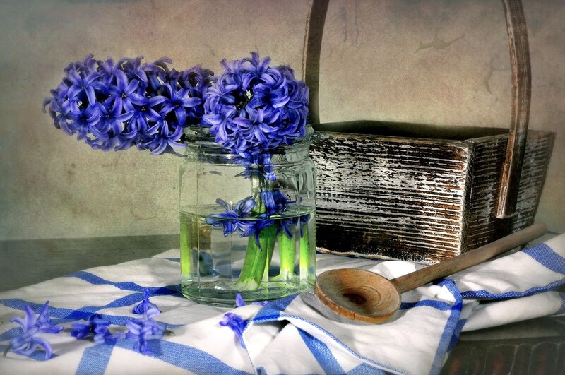 Blue Hyacinth Flowers — Calm