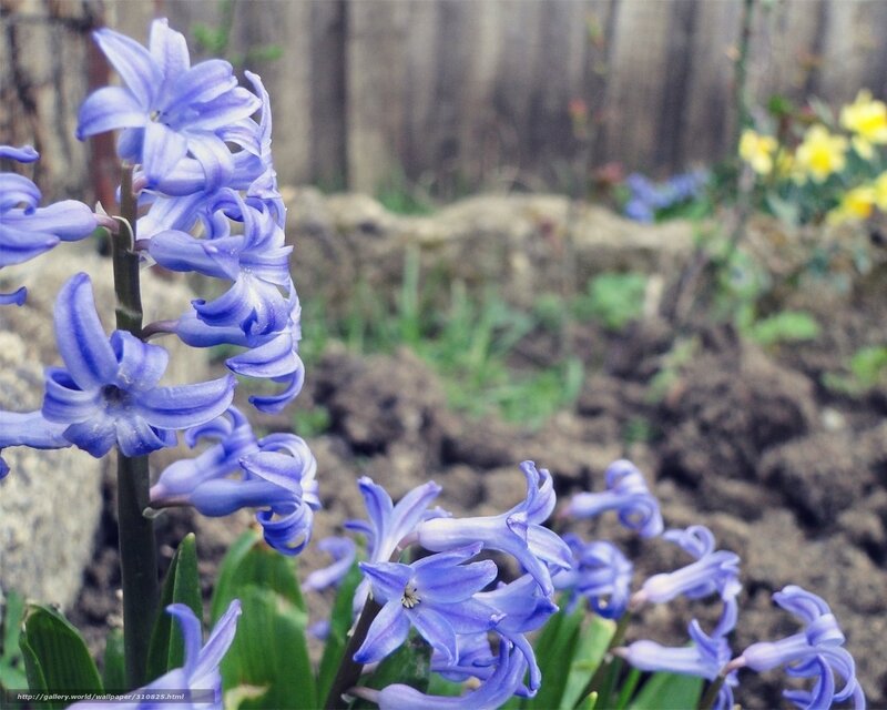 Blue hyacinth flowers in garden