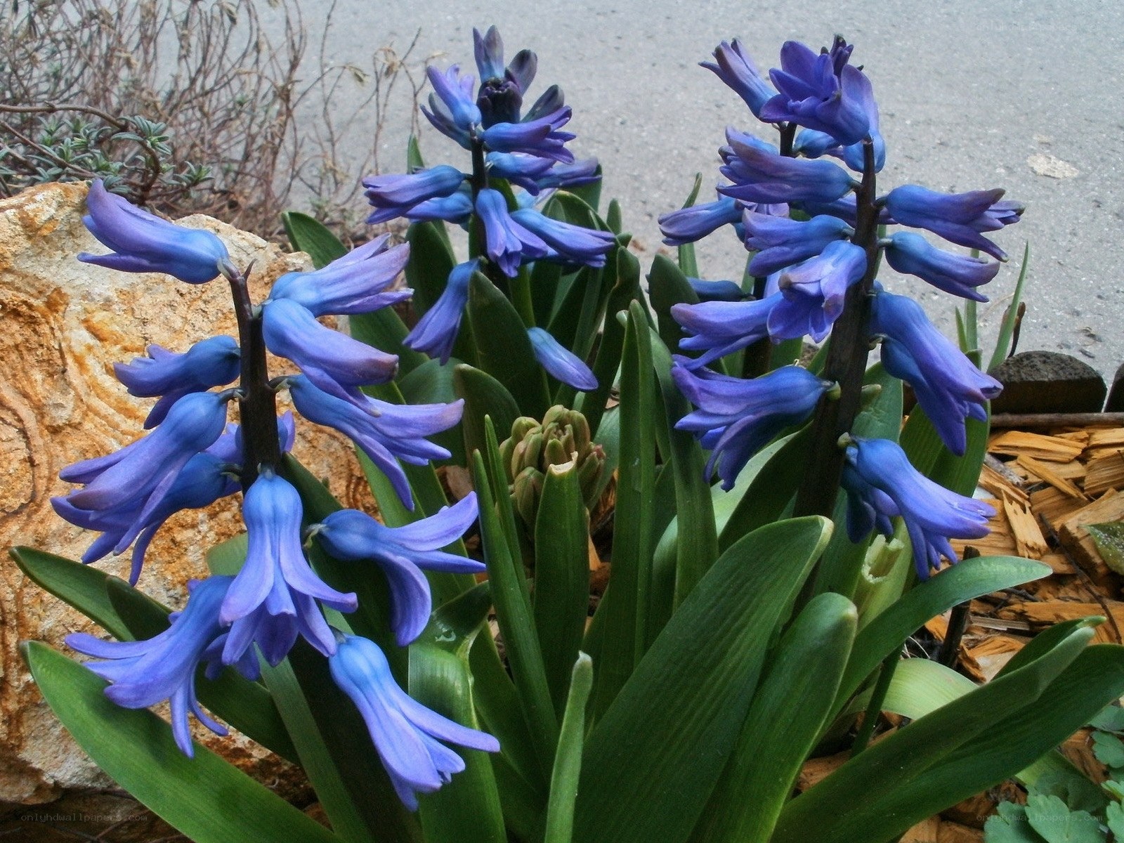 blue hyacinth flowers in garden