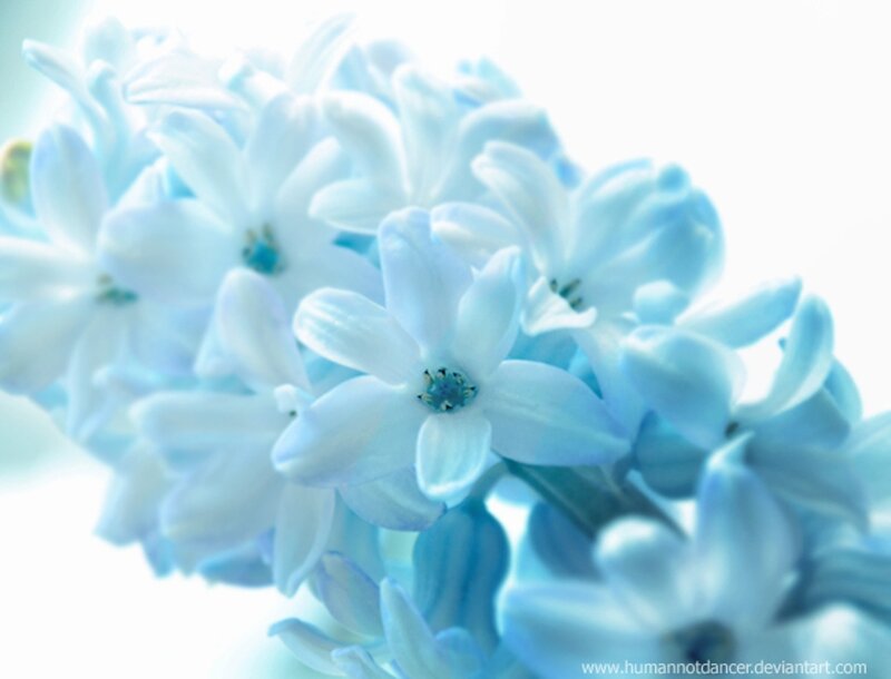 Blue Hyacinth Flowers — Light Blue