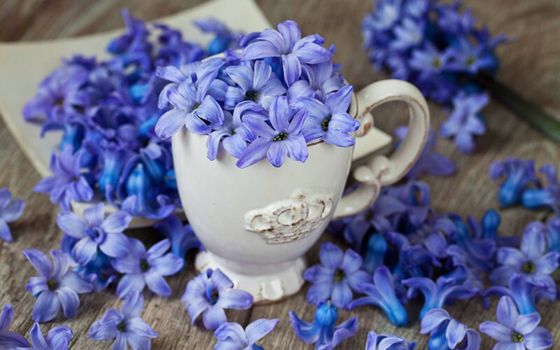 Blue Hyacinth Flowers — Purple, Calm