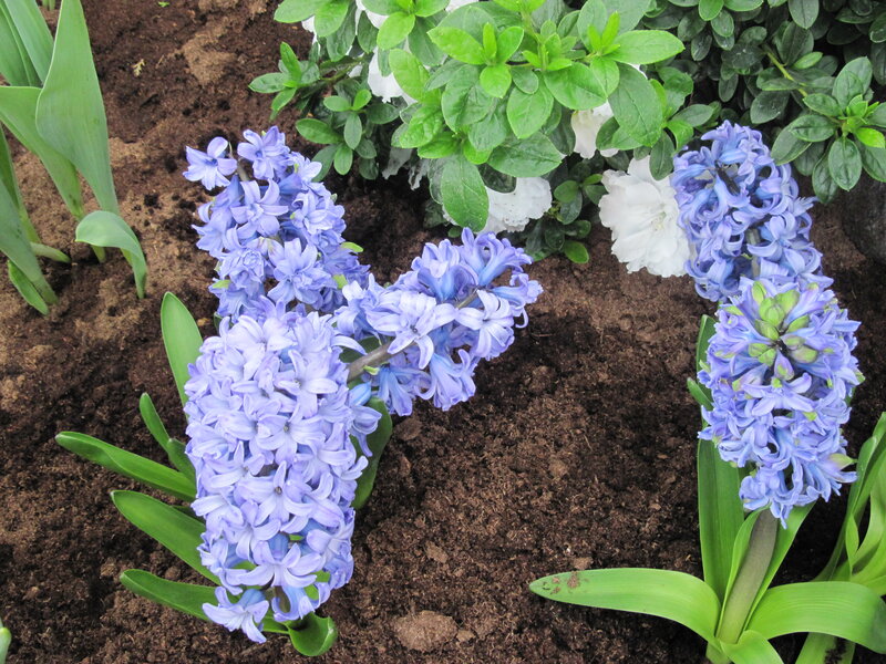 Blue Hyacinth Flowers — Purple, Serene