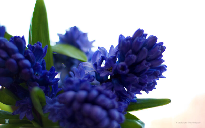 Blue Hyacinth Flowers — Purple