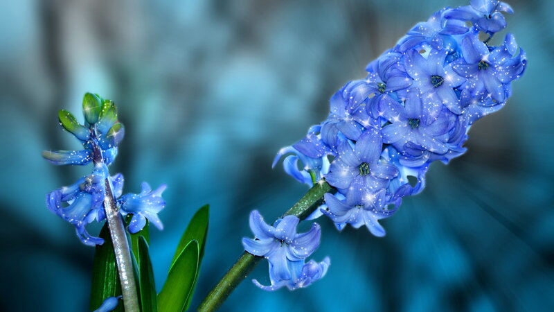 Blue Hyacinth Flowers — Serene, Digital Art