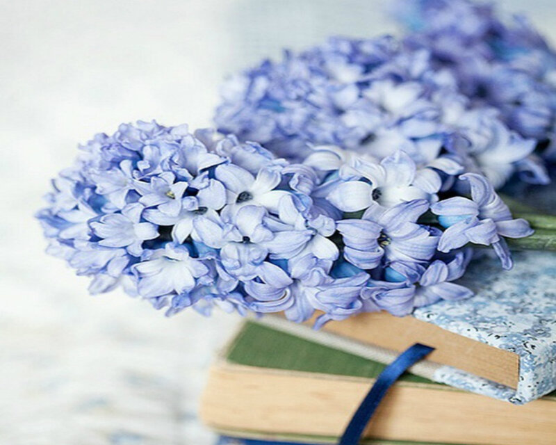 Blue Hyacinth Flowers — Serene, Photograph
