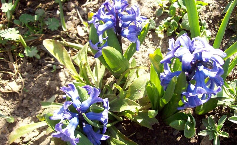 Blue Hyacinth Flowers — Serene, Spring, Photograph, Green Leaves, Soil