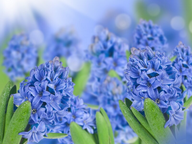 Blue Hyacinth Flowers — Serene, Spring, Photograph, Green Leaves
