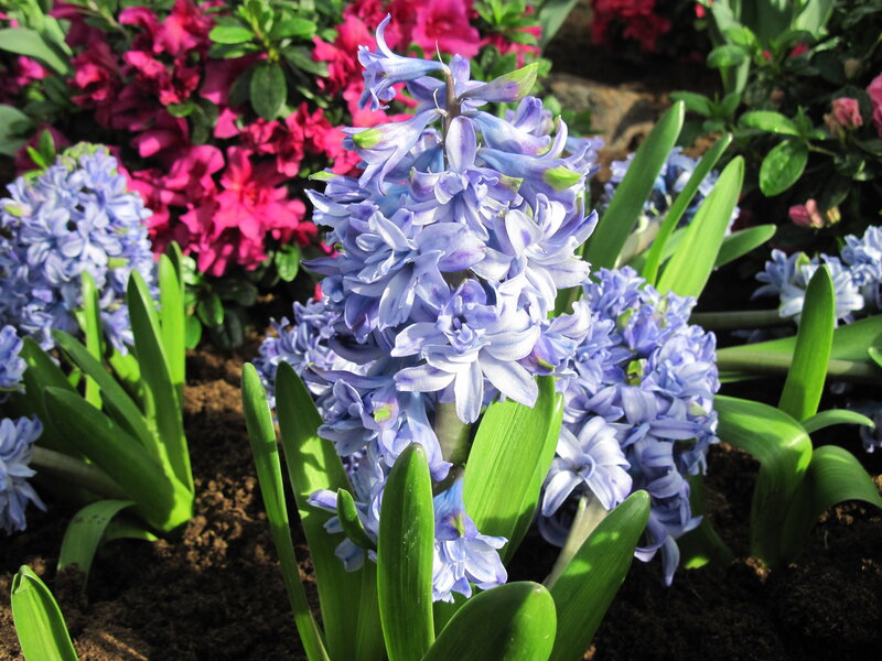 Blue Hyacinth Flowers — Serene, Spring, Photograph