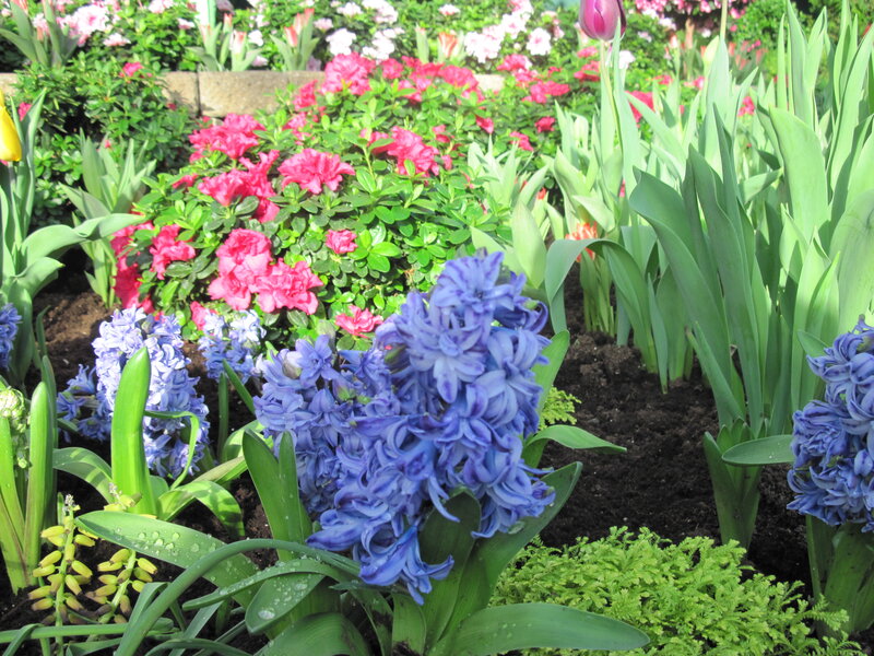 Blue Hyacinth Flowers — Serene, Spring