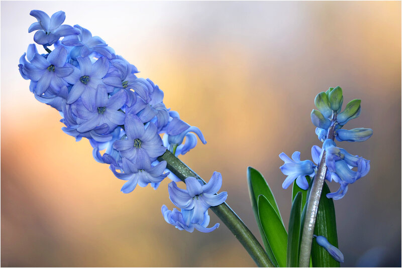 Blue Hyacinth Flowers — Serene, Sunset