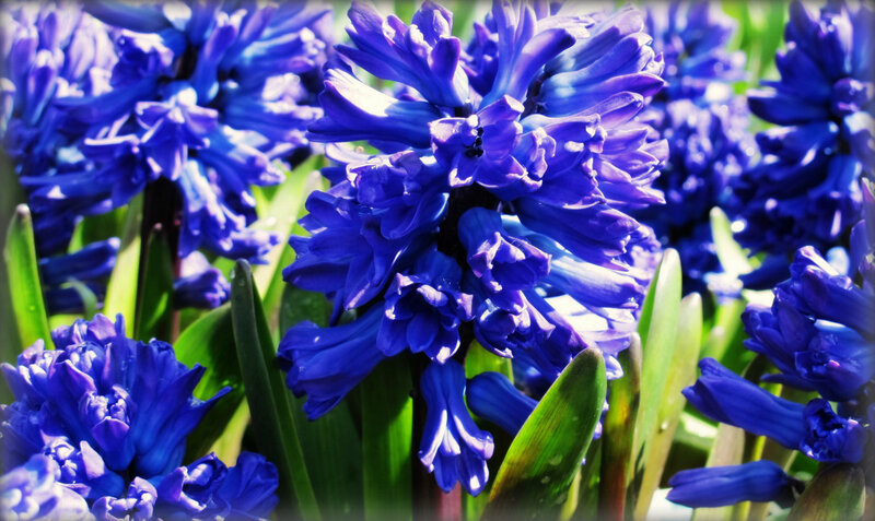 Blue Hyacinth Flowers — Serene