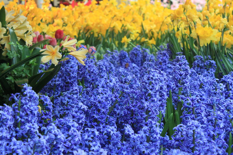 Blue Hyacinth Flowers — Vibrant