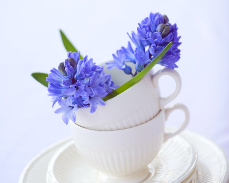 Blue Hyacinth Flowers — White, Serene, Photograph
