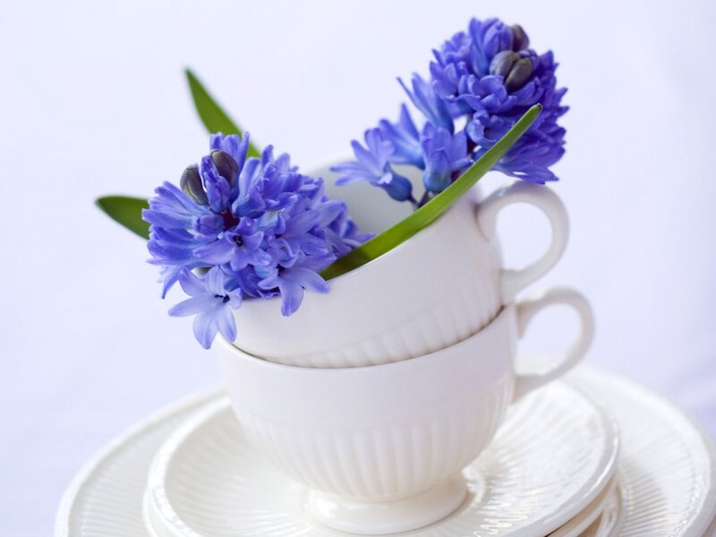 Blue Hyacinth Flowers — White, Serene