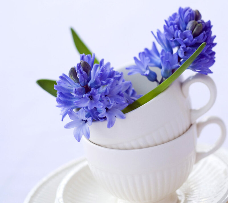 Blue Hyacinth Flowers — White