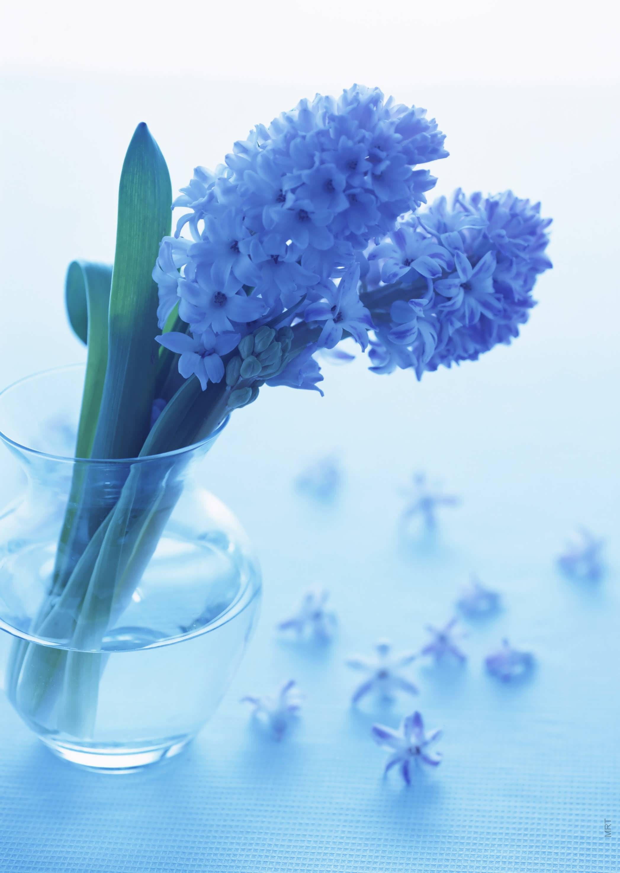 blue hyacinth in a vase