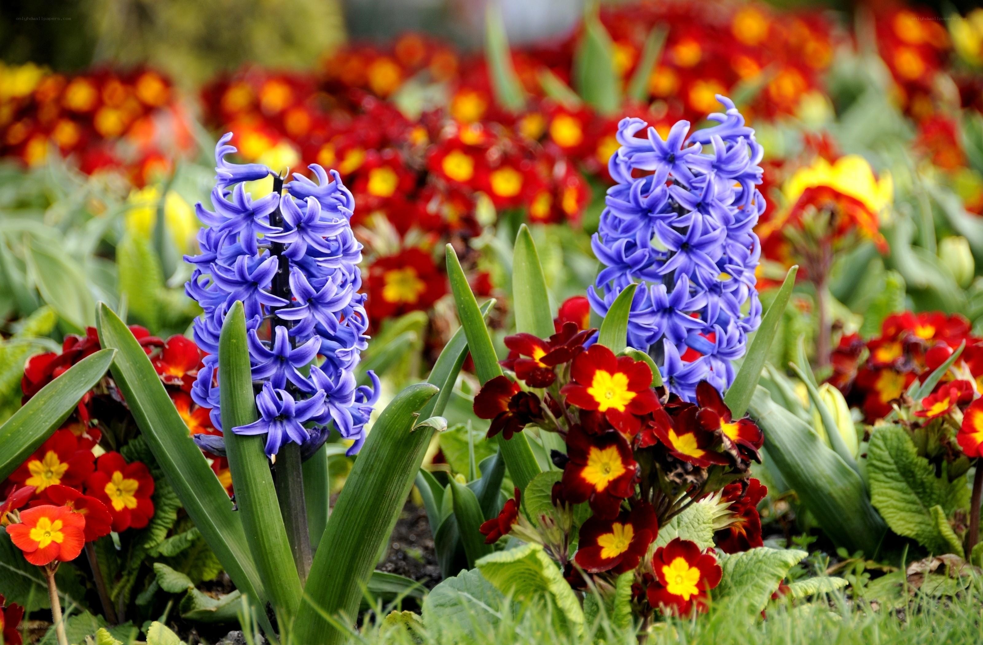 Blue hyacinths and red primroses