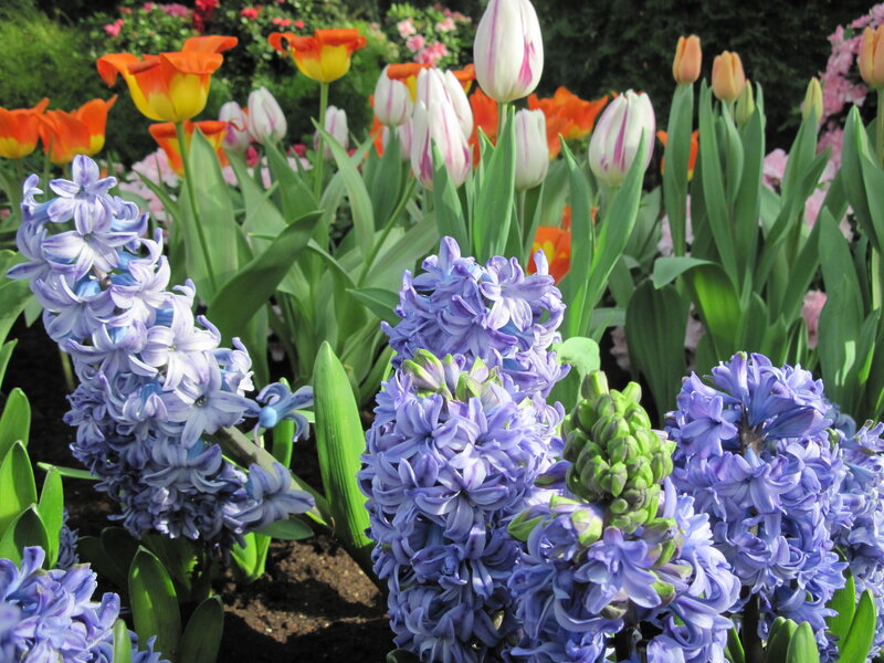 Blue Hyacinths and Tulips — Purple, Serene
