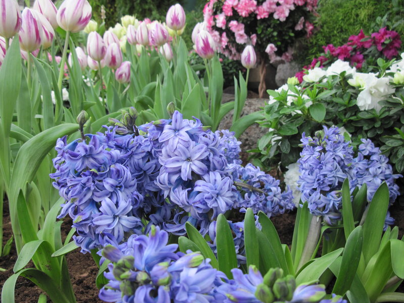 Blue Hyacinths and Tulips — Purple