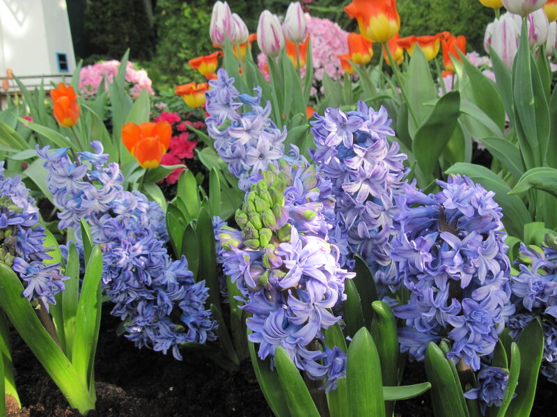 Blue Hyacinths and Tulips