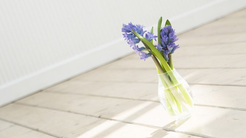 Blue hyacinths in a vase