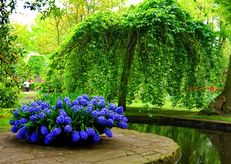 Blue Hyacinths in Garden
