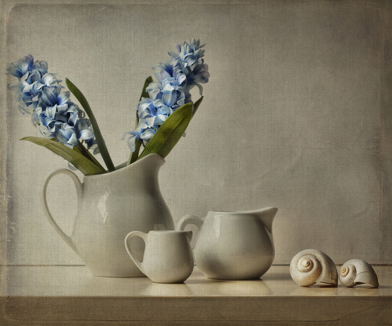 Blue Hyacinths in Pitcher
