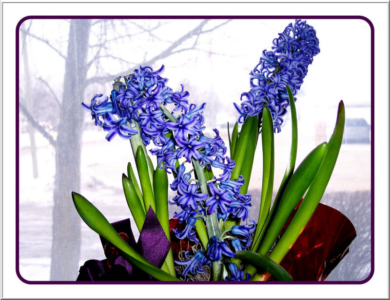 blue hyacinths in winter