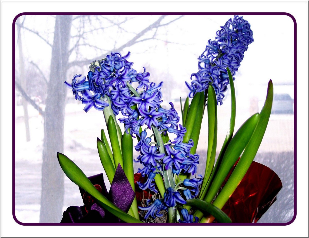 blue hyacinths in winter