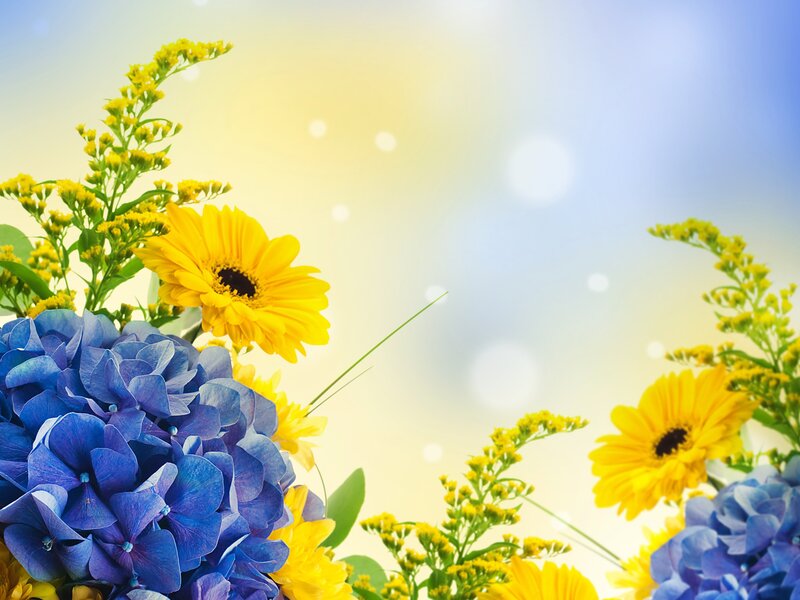 Blue Hydrangea and Yellow Flowers — Bright