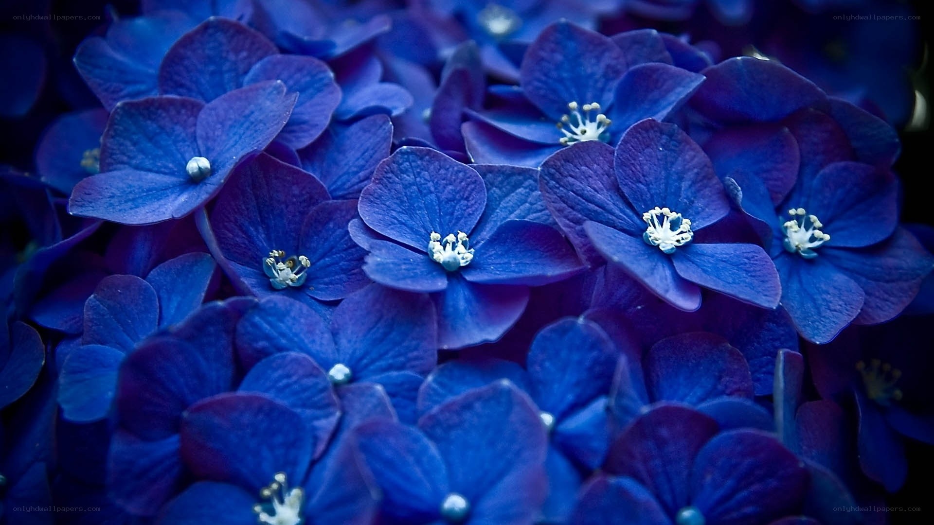 Blue hydrangea blossoms