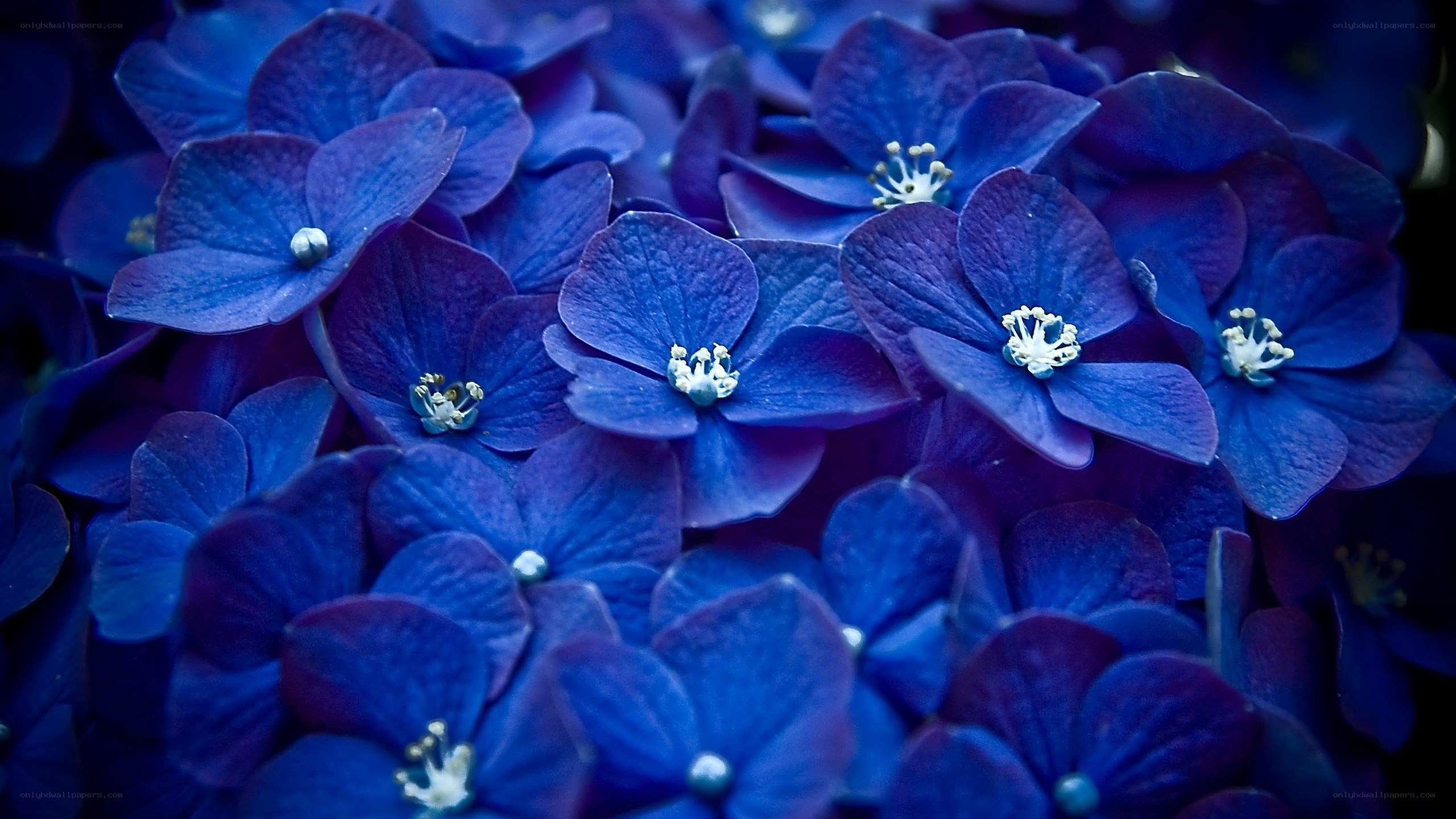 Blue hydrangea blossoms