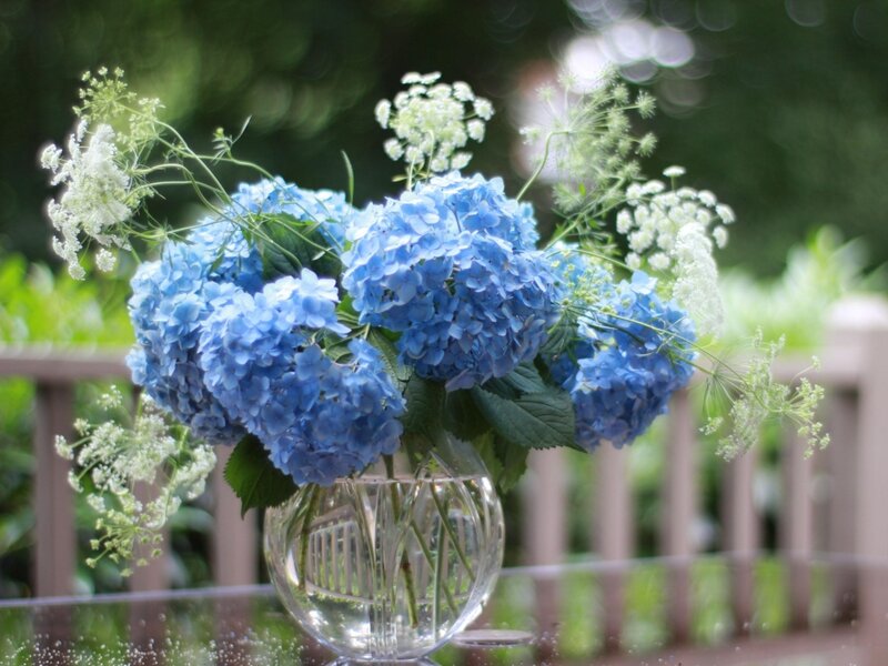 Blue Hydrangea Bouquet — Serene, Afternoon, Photograph