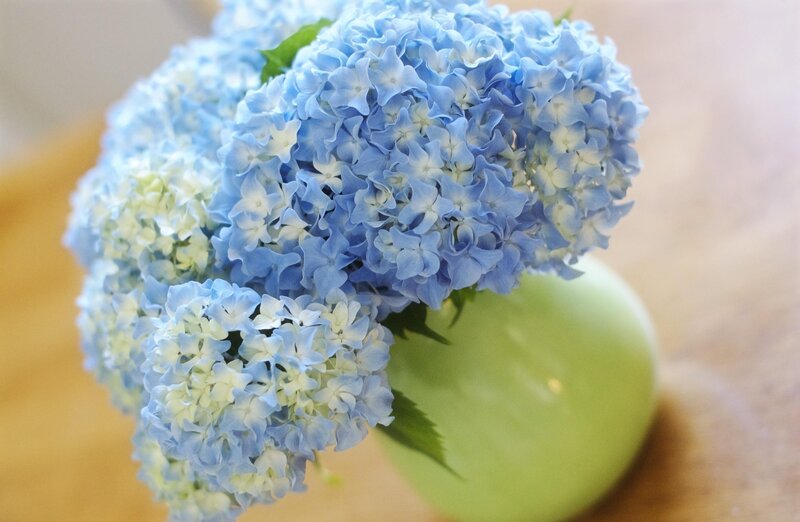 Blue hydrangea bouquet